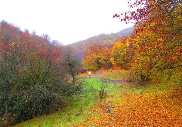 نمایی از جنگل ابر