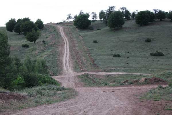 نمایی از جنگل ابر