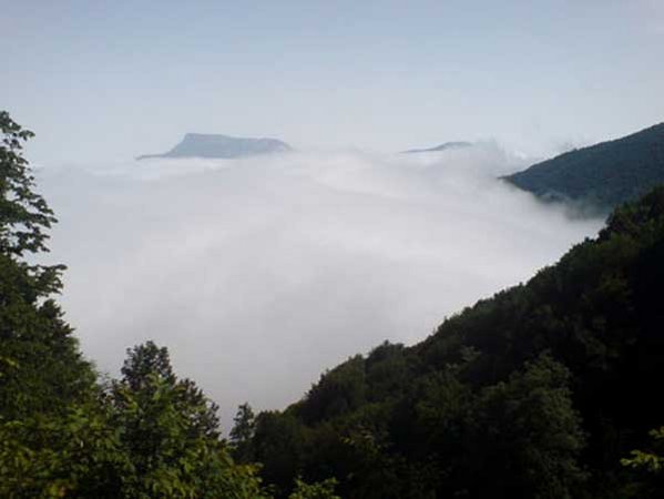 نمایی از جنگل ابر