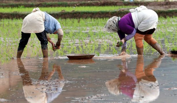 زنان ایرانی در حال نشاکاری در فومن استان گیلان-آژانس عکس اروپا