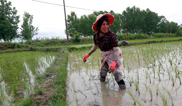 زنان ایرانی در حال نشاکاری در فومن استان گیلان-آژانس عکس اروپا