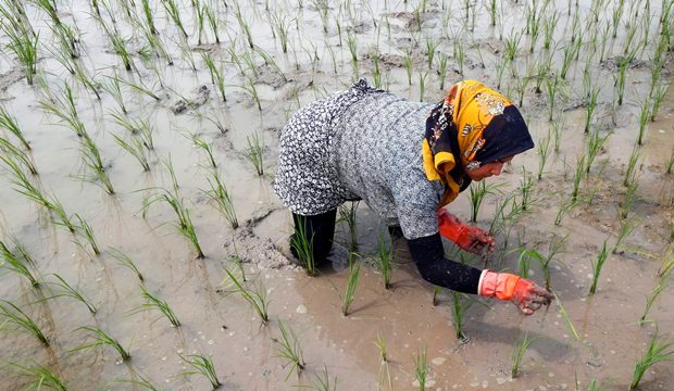 زنان ایرانی در حال نشاکاری در فومن استان گیلان-آژانس عکس اروپا
