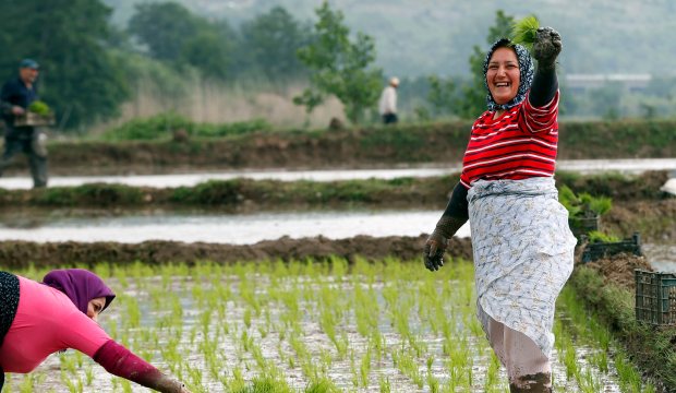 زنان ایرانی در حال نشاکاری در فومن استان گیلان-آژانس عکس اروپا