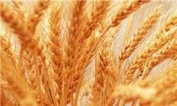 دولت گندم را از خارجی‌ها ۱۵۰۰ تومان و از کشاورز ۱۱۵۵ تومان می‌خرد