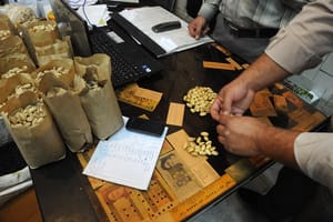 پسته خندان، کام ملت را تلخ کرد!