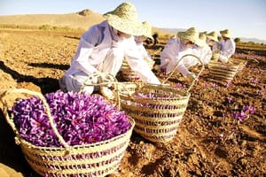 سود هنگفت طلای سرخ ایران در جیب دلالان