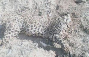جسد چهاردهمین پلنگ ایرانی در سال جاری پیدا شد