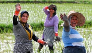 زنان شالیکار، سختی کار را با لبخند پاسخ می دهند